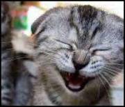 chat rire